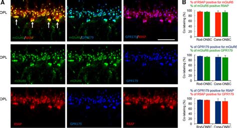 R Ap And Gpr Are Colocalized In The Majority Of On Bc Synapses A