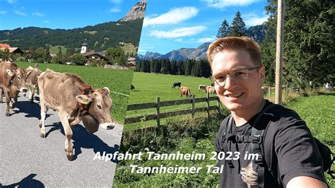 Almabtrieb Tannheim Im Tannheimer Tal Viehscheid Alpfahrt