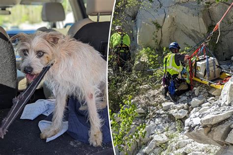 ‘one Very Lucky Dog Rescued After Falling Off 50 Foot Cliff At