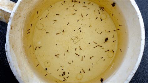 The Lifespan Of Mosquitoes A Closer Look At Our Unwelcome Neighbors