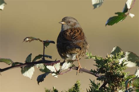 Dunnock On A Branch Fergal Stanley Flickr