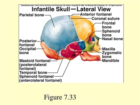 Powerpoint Presentation To Accompany Holes Human Anatomy And