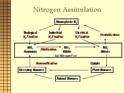 Nitrogen Assimilation