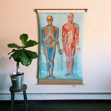 Vintage Denoyer Geppert Anatomy Chart