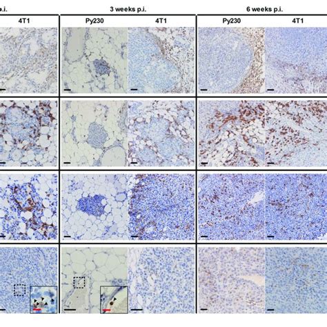 Immunohistochemical Analysis Of Innate Immune Cell Populations In