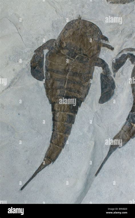 Fossils Sea Scorpions (Eurypterus remipes) Silurian New York State USA ...