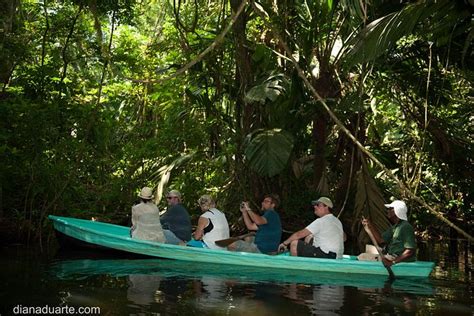 Canoe Tour At Tortuguero National Park: Triphobo