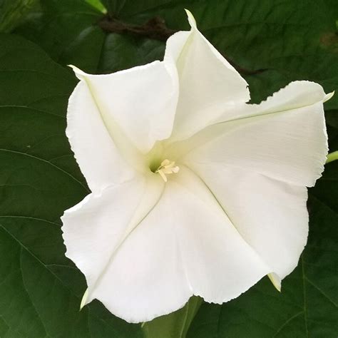 25 Moonflower Morning Glory Flower Seeds - Etsy