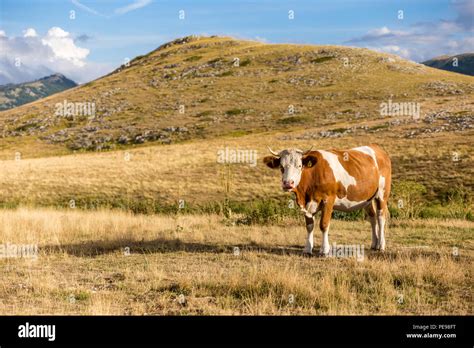 Las Vacas Que Pastan En La Llanura De Campo Imperatore En Los Abruzos