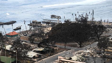 Year Old Banyan Tree Imported From India Struggles To Survive In