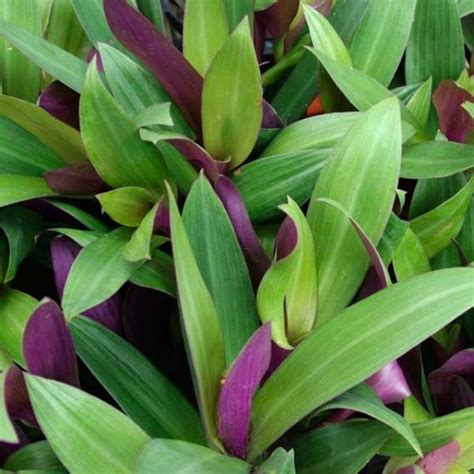 Rhoeo Tradescantia Spathacea Plant Wild Roots