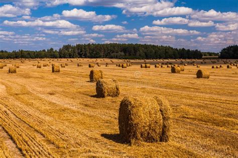 Champ Agricole Après Moisson Du Blé Rond De Meule De Foin Photo stock