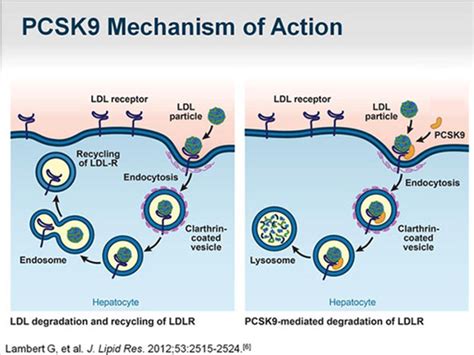 Inflammation Part 4 Pcsk9 Inhibition Also Part 1 Of Interventions