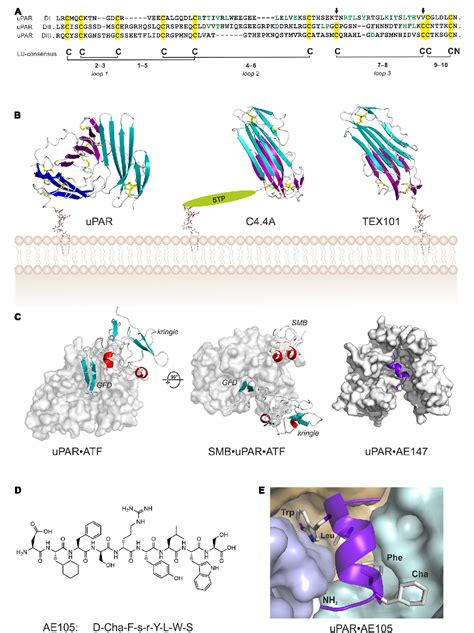 Figure 1 From Targeting The Urokinase Type Plasminogen Activator