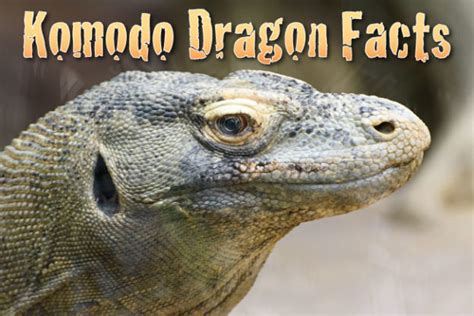 Komodo Dragon Facts, Pictures, In-depth Information & Video: Learn ...