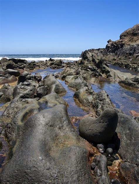 Plants That Live in the Intertidal Zone | ehow