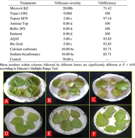 Table 4 From Biological And Chemical Control Of Powdery Mildew