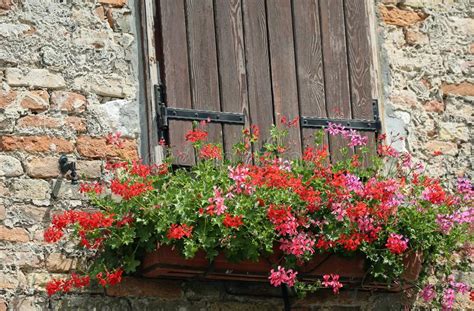 Flores Y Pared De Los Geranios Con Los Ladrillos Rojos Y La Ventana