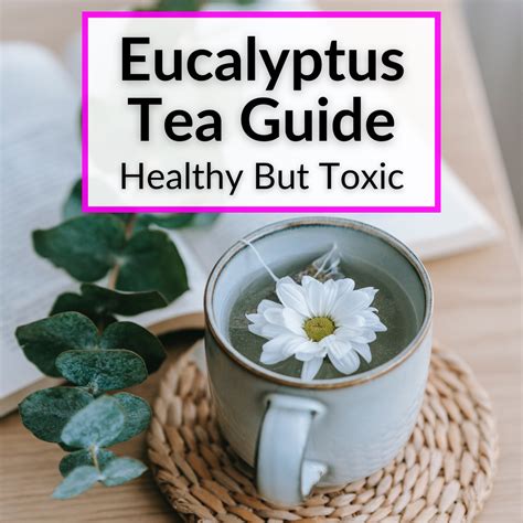 Eucalyptus Tea Guide (Healthy But Toxic)