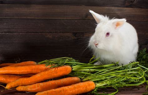 Bunnies Eating Carrots Backgrounds Stock Photos, Pictures & Royalty ...