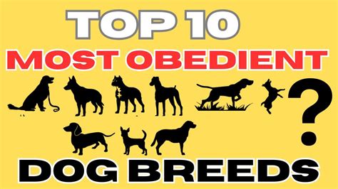 10 Most Obedient Dog Breeds In The World Youtube