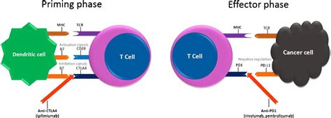 A Priming Phase T Cells Are Activated After The T Cell Receptor Tcr