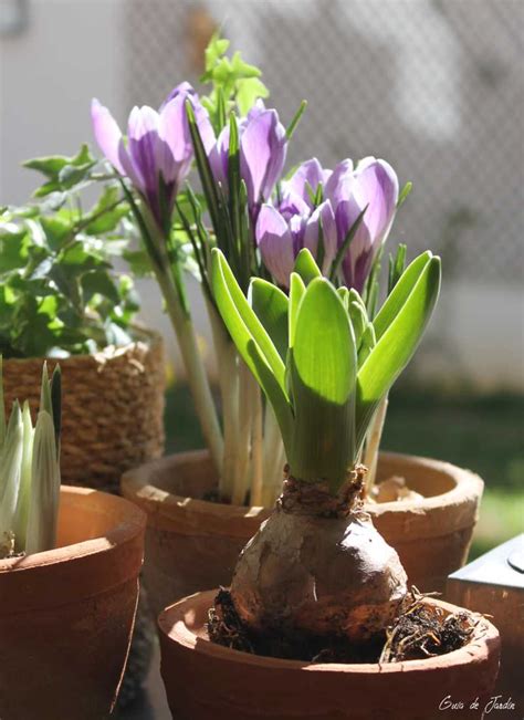 Crocus Cómo plantar cultivar y cuidar bulbos de estos bonitos azafranes