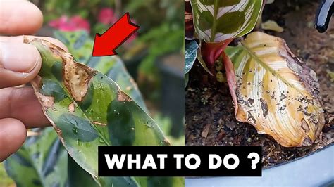 This Is Why Your Calathea Plant Leaves Turning Brown YouTube