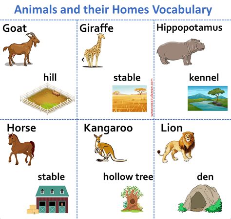 A to Z Animals and Their Homes Names in English – VocabularyAN