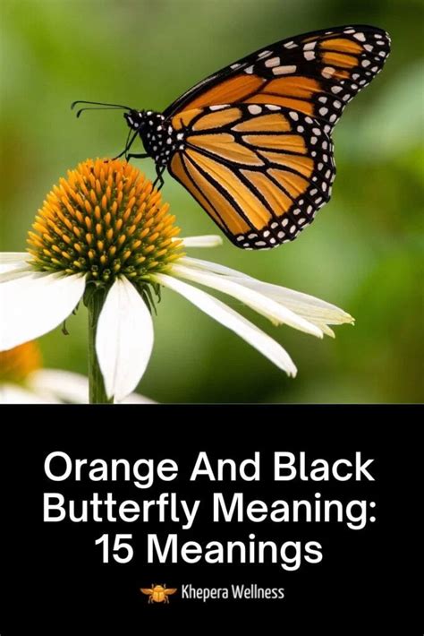 Orange And Black Butterfly Meaning Spiritual Meanings