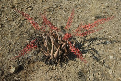 Aloe Asperifolia Asphodelaceae Image At Phytoimages Siu Edu