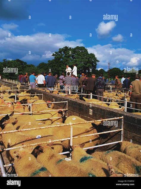 Borris Co Carlow Ireland Sheep Mart Stock Photo Alamy