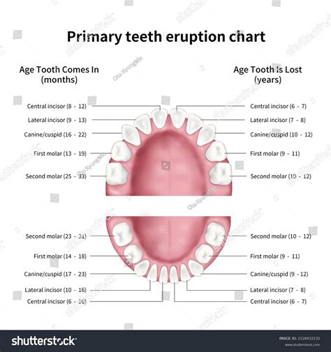 Primary Teeth Eruption Chart Medical Illustration Stock Illustration 2128432232 Shutterstock