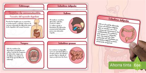 Tarjetas de secuenciación Función del aparato digestivo