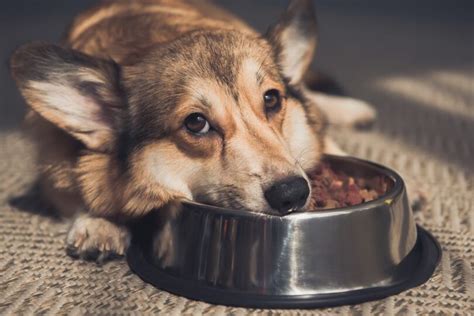 Posibles Causas De La Falta De Apetito En Perros