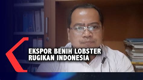 Pengamat Kebijakan Ekspor Benih Lobster Bisa Rugikan Indonesia YouTube