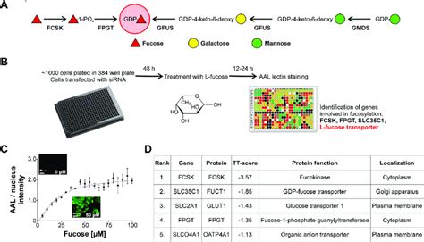 Lectin Based Assay Identifies Glut1 As Plasma Membrane L Fucose Download Scientific Diagram