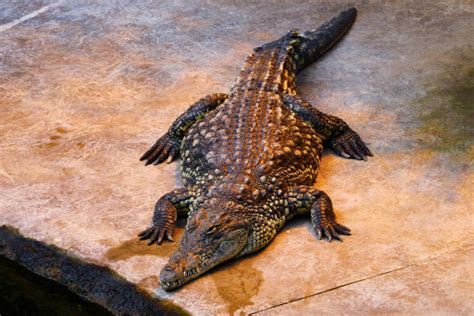 220+ Crocodile In Green Camouflage Stock Photos, Pictures & Royalty-Free Images - iStock