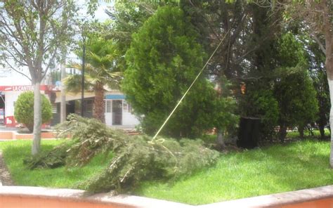 Caen dos árboles a consecuencia de las lluvias El Sol de San Luis