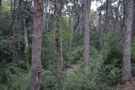 Chile celebra Día del Árbol destacando Programa de Arborización y