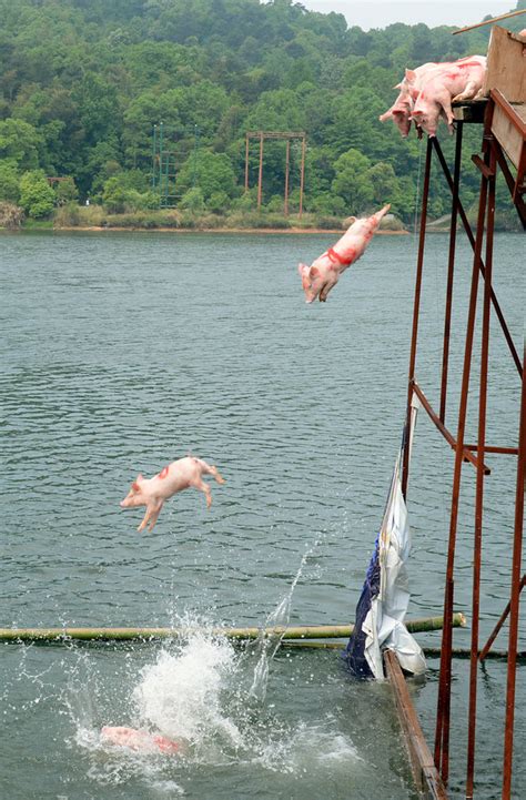 Swimming Pigs: Reporter’s Notebook - The New York Times