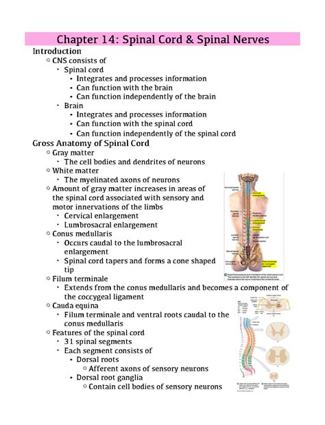 Chapter 14 Notes Chapter 14 Spinal Cord Spinal Nerves Introduction