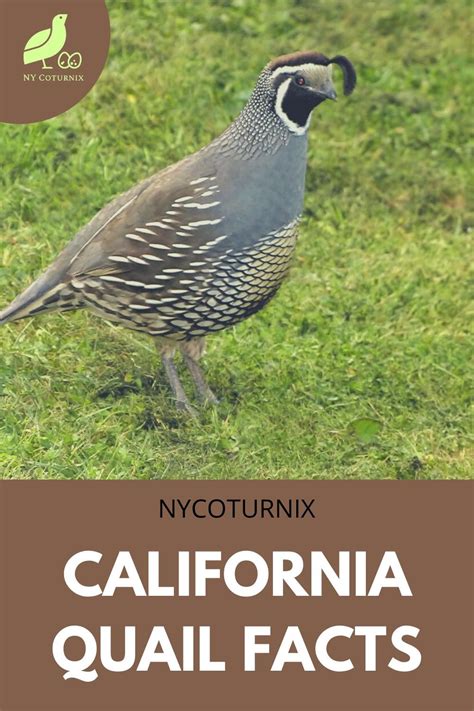 California Quail Facts Callipepla Californica In The Wild In 2023