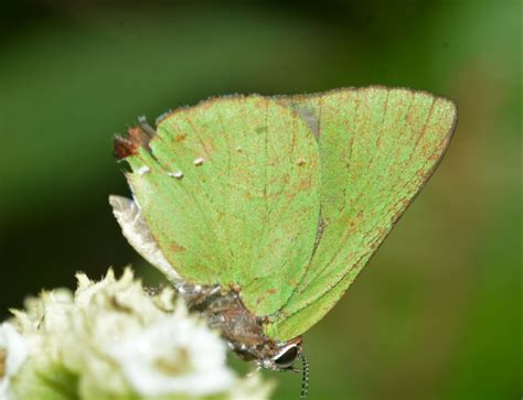 tropical greenstreak  banco da vitoria ilheus ba brasil