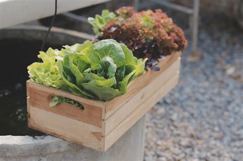 Mujer Jardinera Inspecciona La Calidad De La Lechuga De Roble Verde En