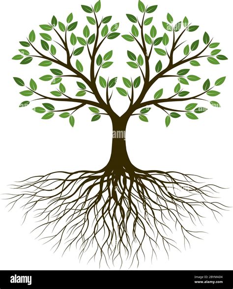 Green Spring Tree With Roots Vector Outline Illustration Plant In