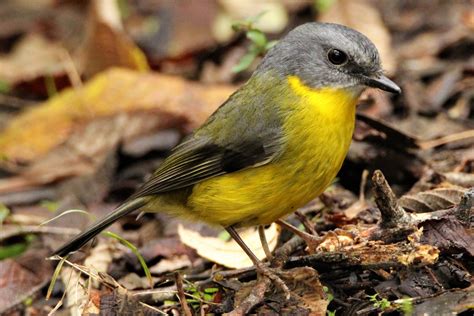 Bird Eastern Yellow Robin Barwon Bluff