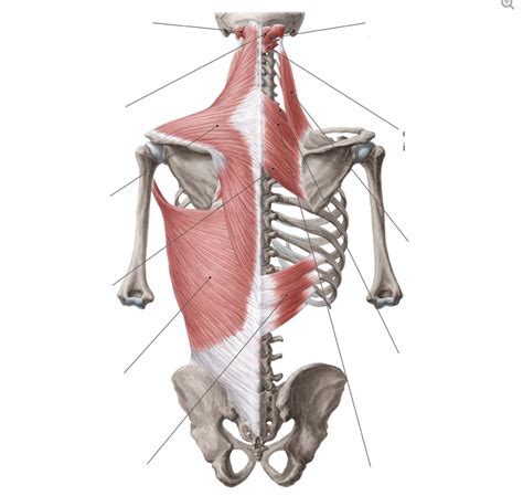 Superficial Muscles Of The Back Diagram Quizlet