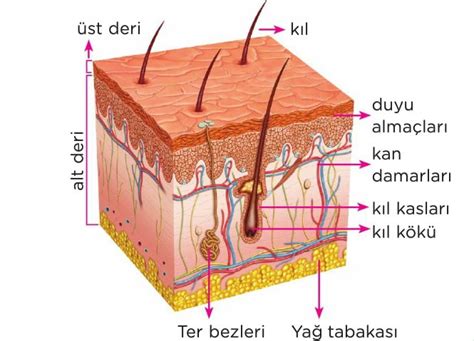 DUYU ORGANLARI