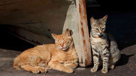 Stray Cats How To Find Them The Cat Bandit Blog